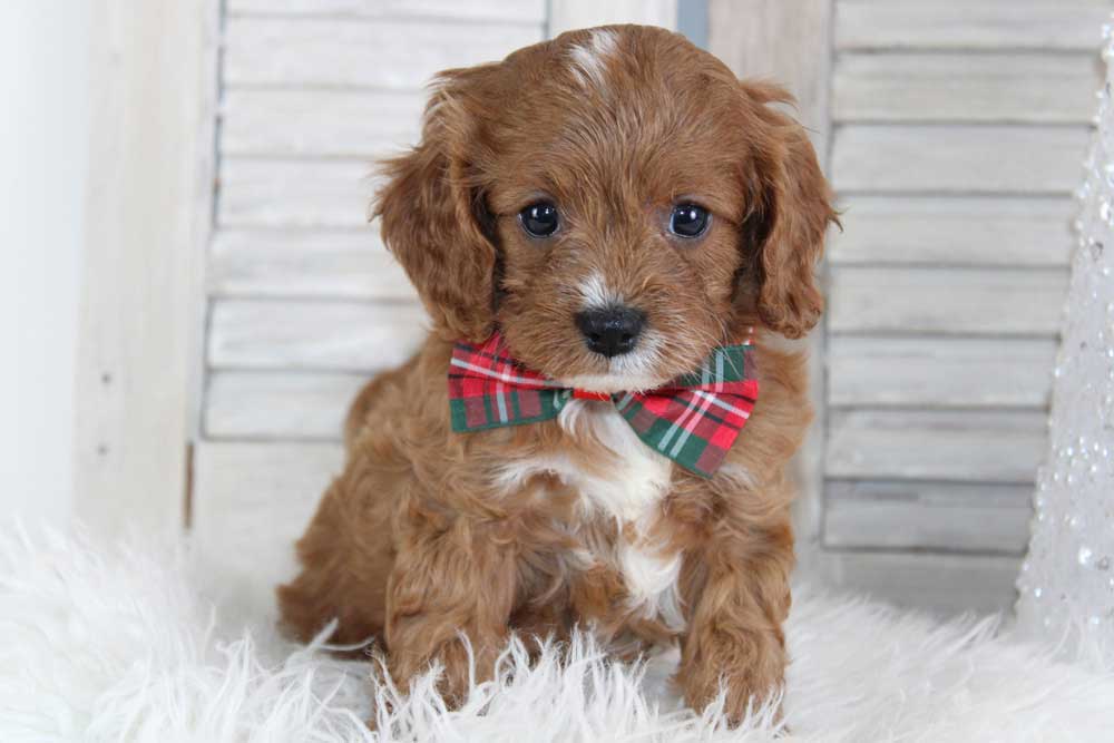 Cavapoo