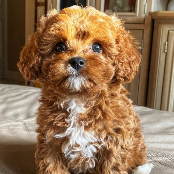 cavapoo puppies 637637520883328774