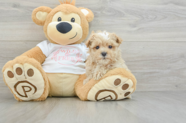 maltipoo puppies for sale in florida $600​