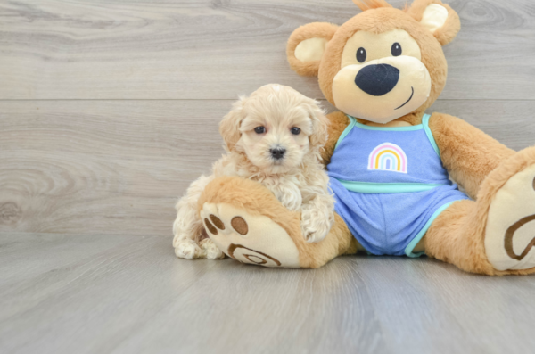 maltipoo puppies for sale in nc​