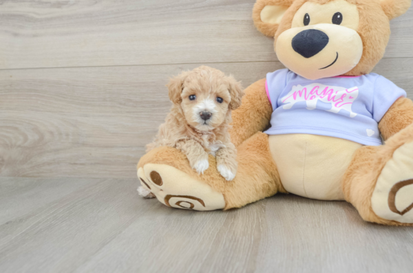 maltipoo puppies for sale in ohio​