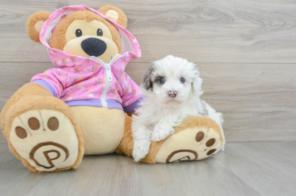 maltipoo puppies for sale los angeles​