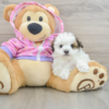 maltipoo rosetta 1601866622614890