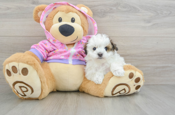 maltipoo puppies for sale in texas​