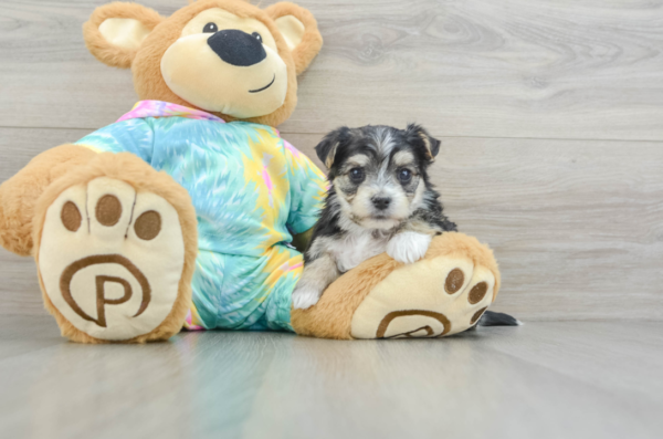 morkie puppies for sale in ohio​