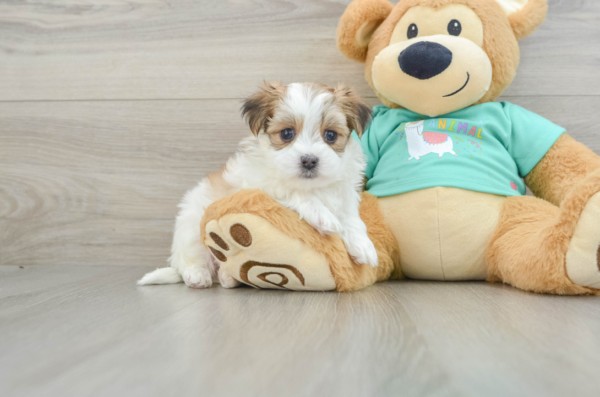 morkie puppies for sale in wisconsin​