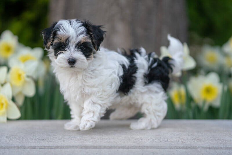 willow the maltipoo