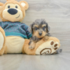 yorkie poo jellybean 15966858505425780